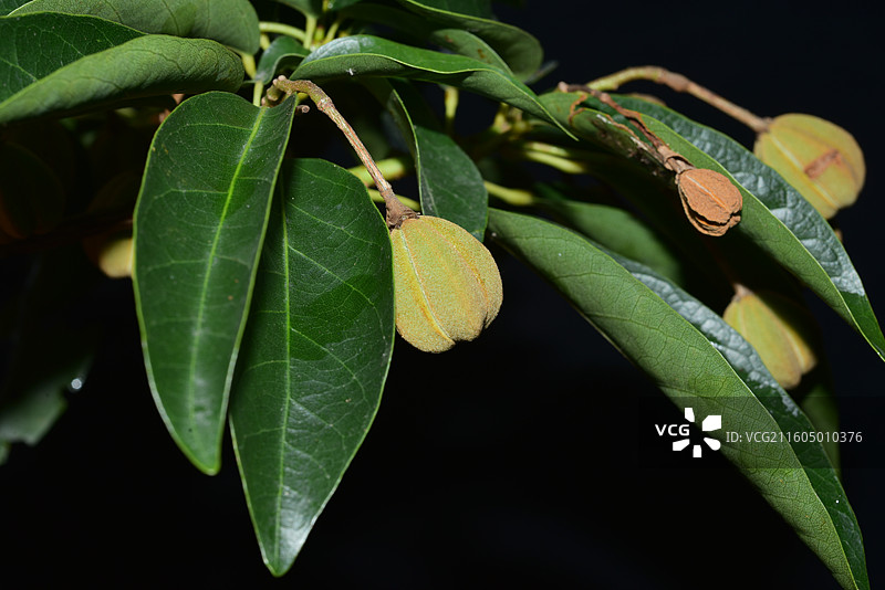 南方珍稀园林绿化树种-Reevesia thyrsoidea 两广梭罗树图片素材