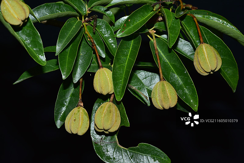 南方珍稀园林绿化树种-Reevesia thyrsoidea 两广梭罗树图片素材