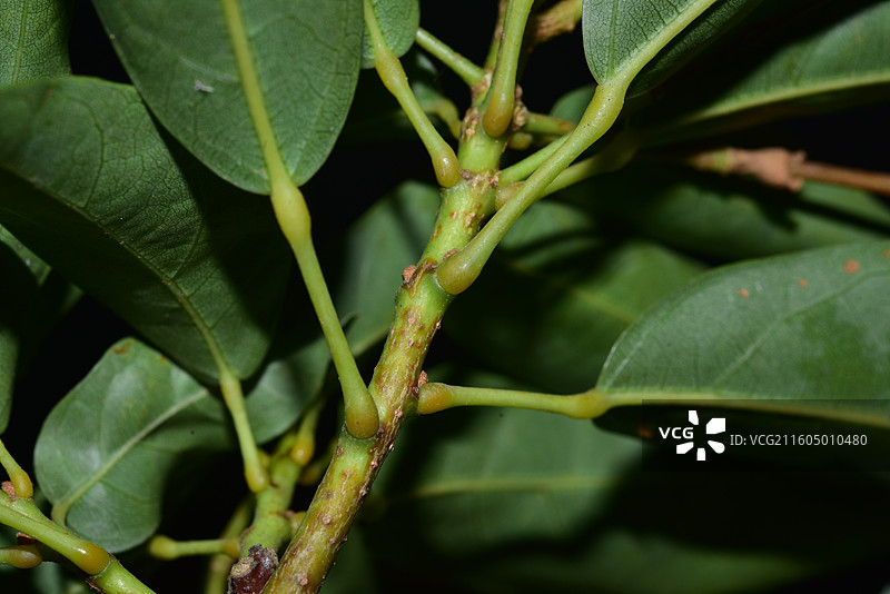 南方珍稀园林绿化树种-Reevesia thyrsoidea 两广梭罗树图片素材