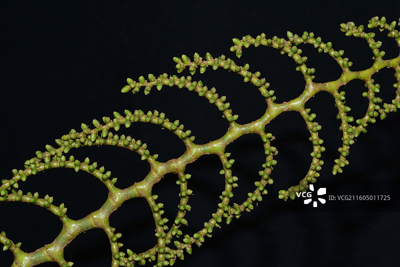 南方珍稀园林绿化树种-Calamus rhabdocladus 杖藤图片素材