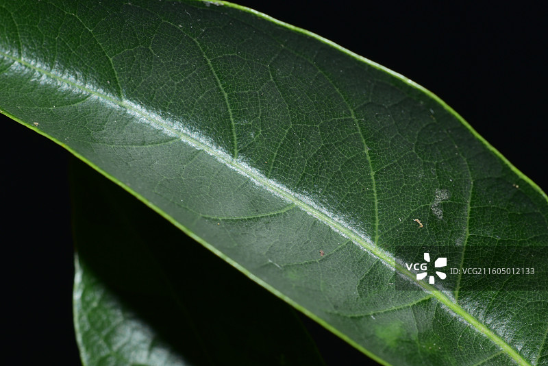 南方珍稀园林绿化树种-Reevesia thyrsoidea 两广梭罗树图片素材