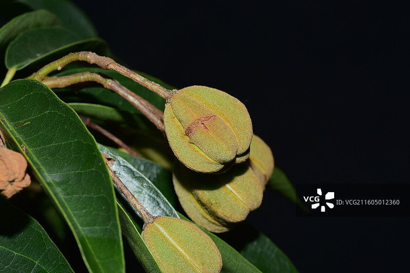 南方珍稀园林绿化树种-Reevesia thyrsoidea 两广梭罗树图片素材