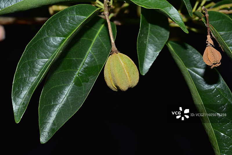 南方珍稀园林绿化树种-Reevesia thyrsoidea 两广梭罗树图片素材