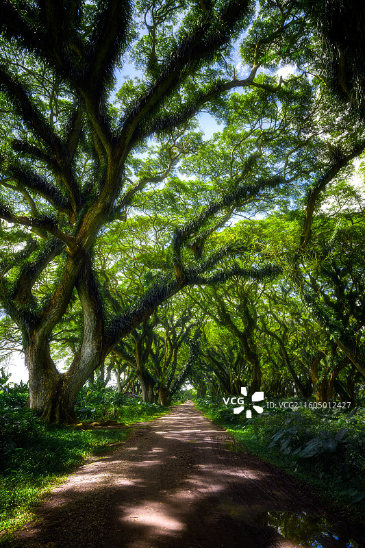 印度尼西亚魔戒森林图片素材