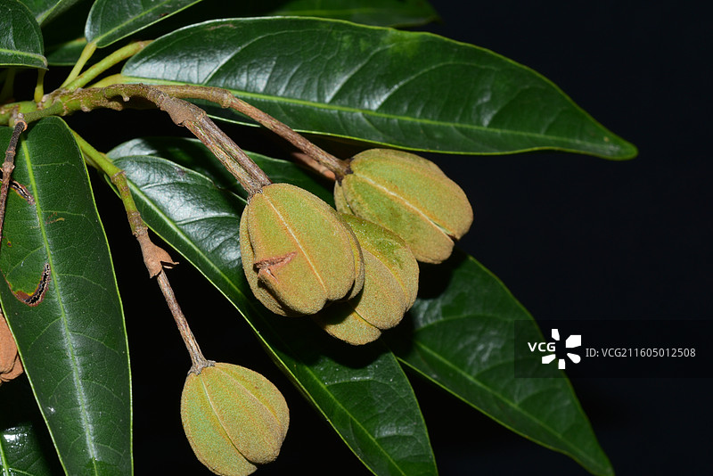 南方珍稀园林绿化树种-Reevesia thyrsoidea 两广梭罗树图片素材