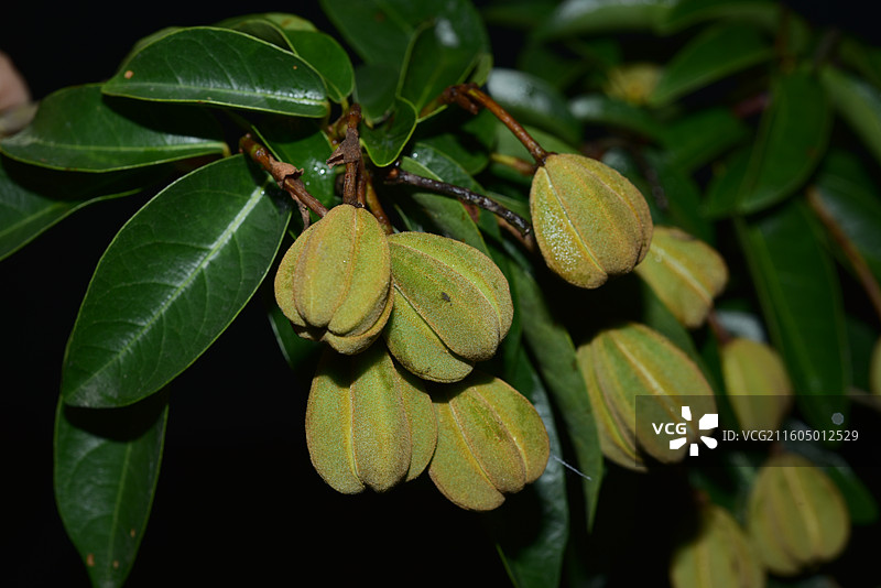 南方珍稀园林绿化树种-Reevesia thyrsoidea 两广梭罗树图片素材