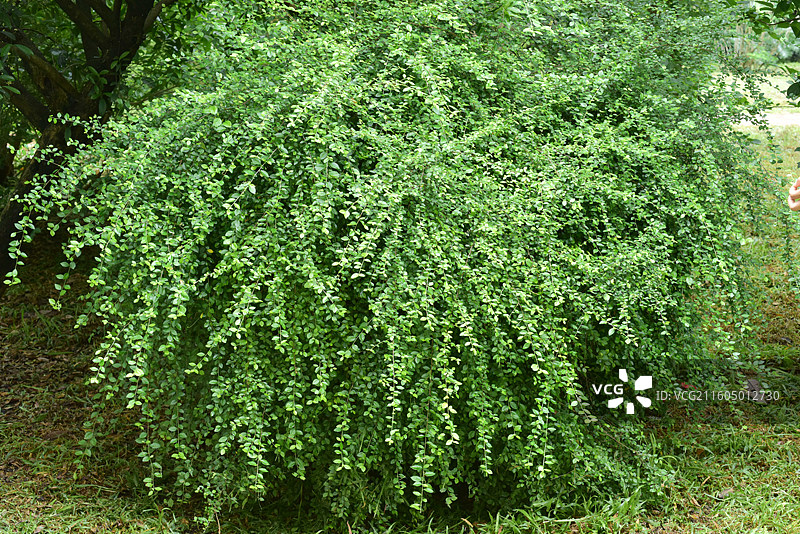南方珍稀园林树种-Acalypha chuniana 陈氏铁苋菜图片素材