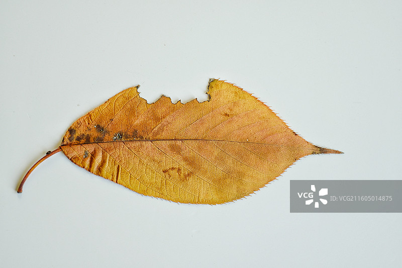 秋天白色背景下落叶红黄树叶脉细胞纹理特写。背景壁纸设计素材图片素材