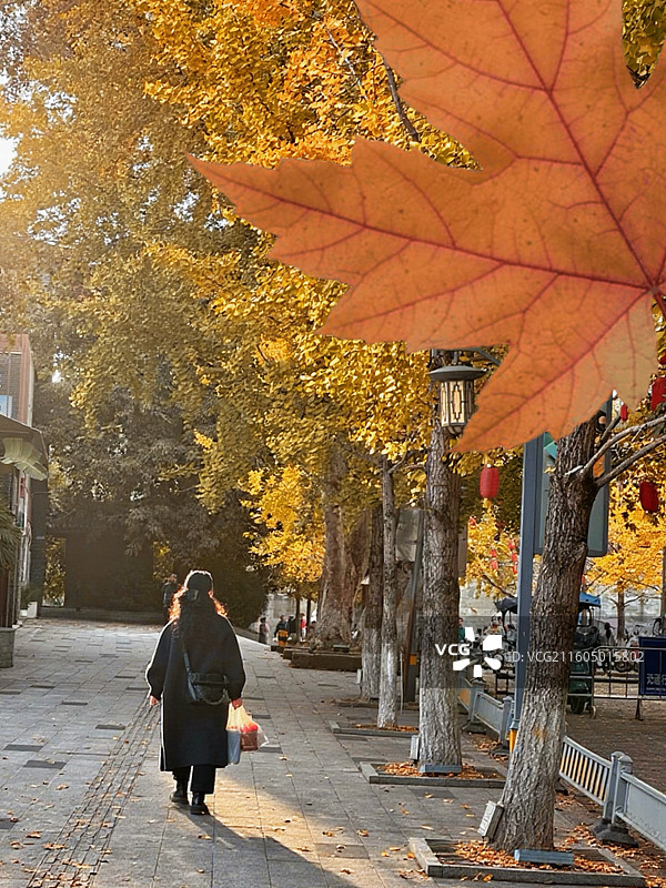 走在银杏树下的女人图片素材