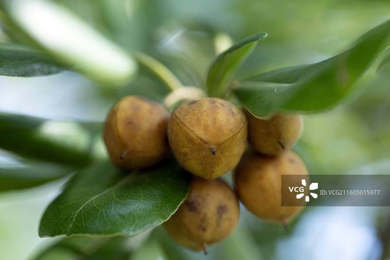 波叶海桐果实果肉特写图片素材