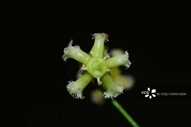 南方珍稀园林树种-Euonymus gibber 流苏卫矛图片素材