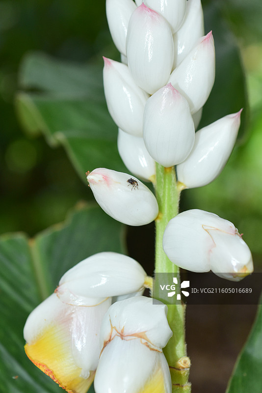 南方珍稀园林树种-Alpinia platychilus 宽唇山姜图片素材
