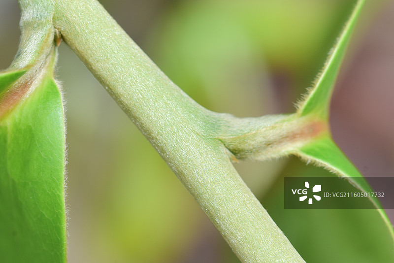 南方珍稀园林树种-异色柿Diospyros blancoi A.DC.图片素材