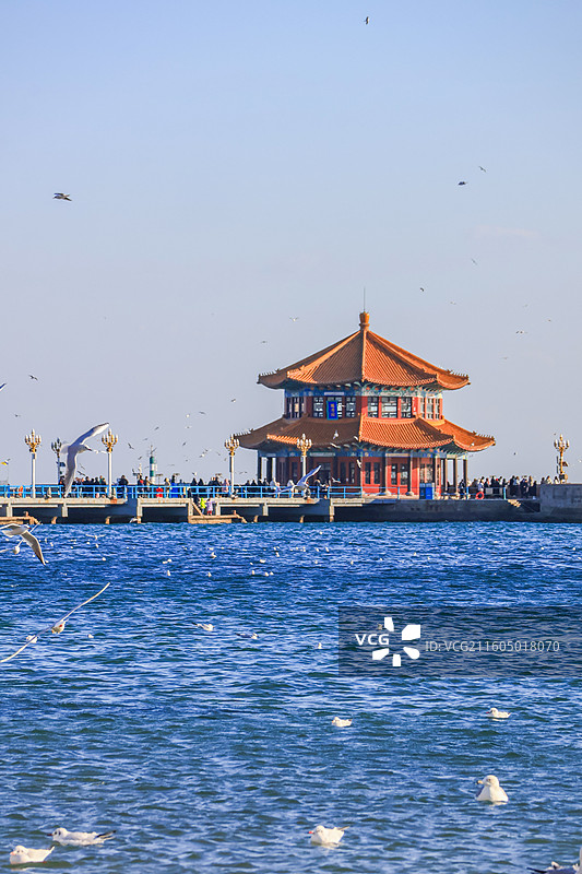 海鸥 飞翔的海鸥 青岛栈桥图片素材