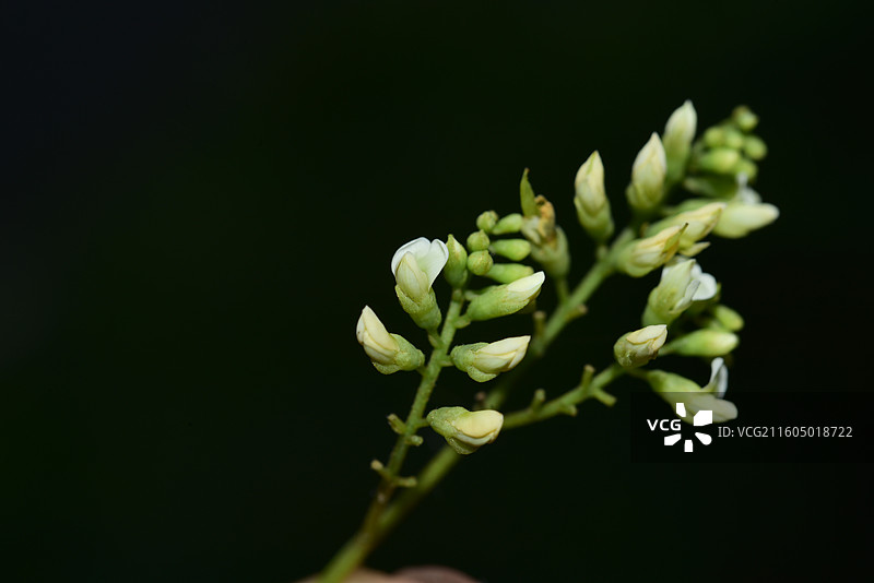 南方珍稀园林植物-Dalbergia millettii 香港黄檀图片素材