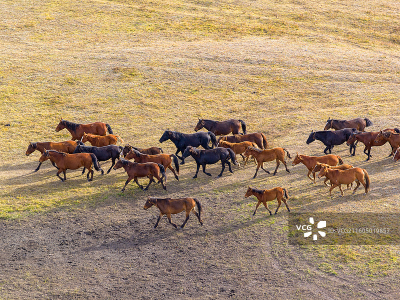 内蒙古乌兰布统草原牧区放牧牛群马群图片素材