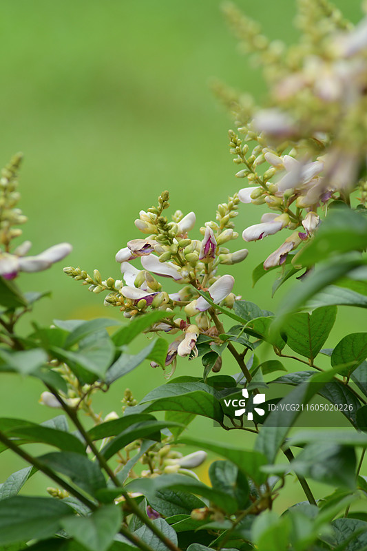 南方珍稀园林树种-Callerya nitida var. hirsutissima 丰城鸡血藤图片素材