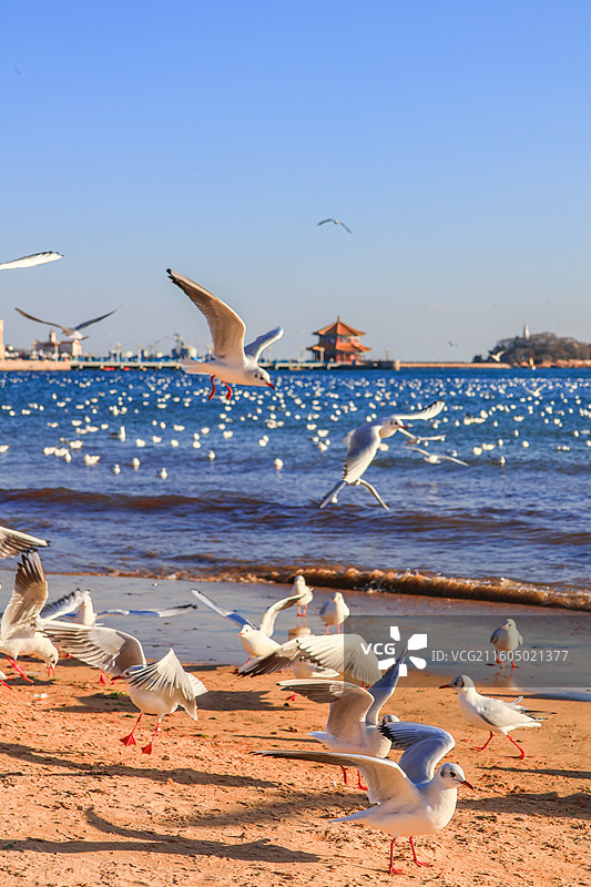 海鸥 飞翔的海鸥 青岛栈桥图片素材