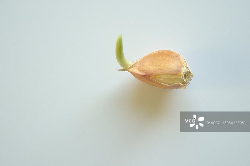 白色背景下一颗一粒发芽的蒜瓣。留白设计素材元素图片素材