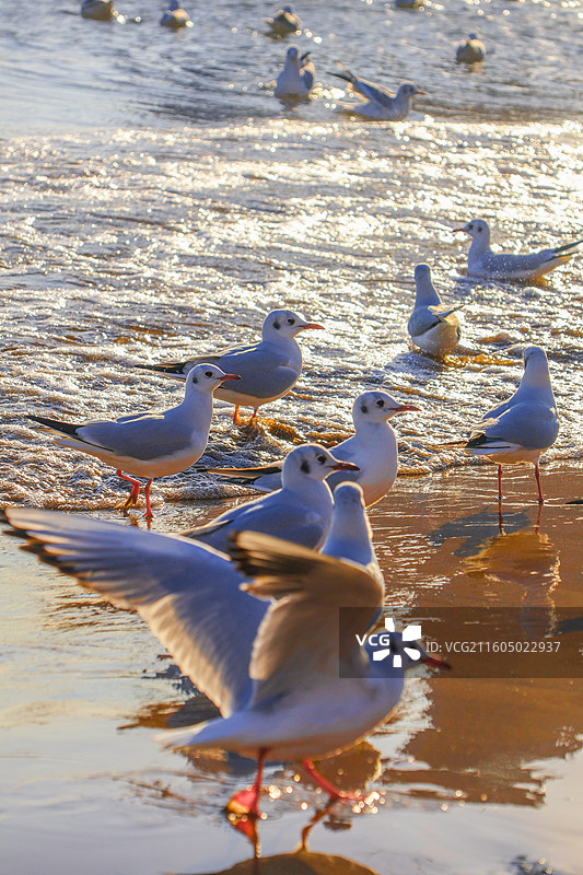 海鸥 飞翔的海鸥 青岛栈桥图片素材