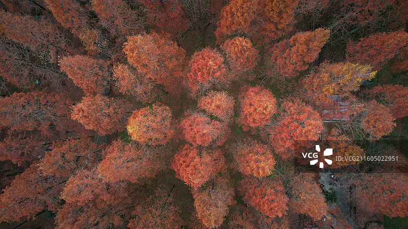 崇明东平国家森林公园图片素材