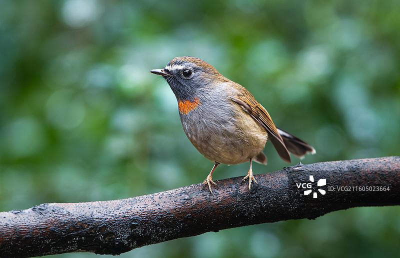 野生鸟类橙胸姬鹟特写图片素材