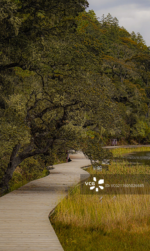 秘境栈道：森林湖畔的生态治愈之旅图片素材