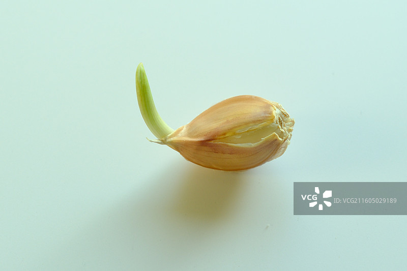 白色背景下一颗一粒发芽的蒜瓣。留白设计素材元素图片素材