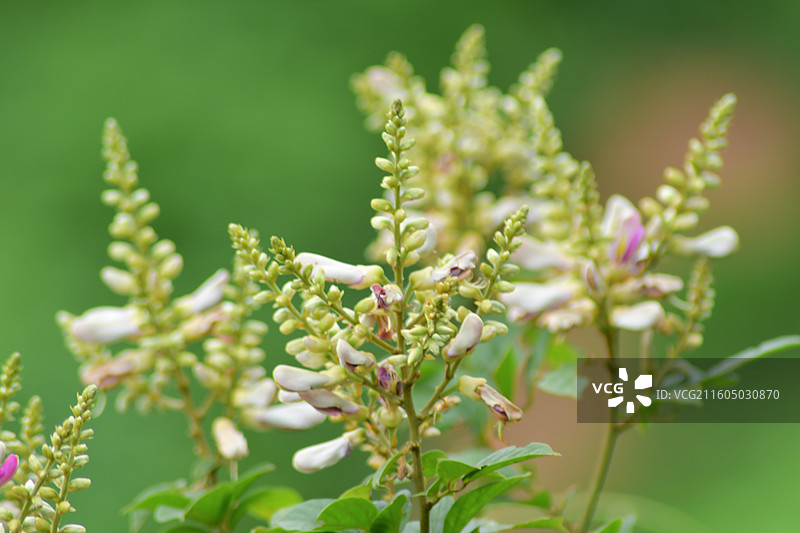 南方珍稀园林树种-Callerya nitida var. hirsutissima 丰城鸡血藤图片素材