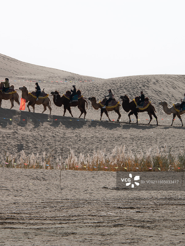 沙漠中行走的骆驼群队伍图片素材