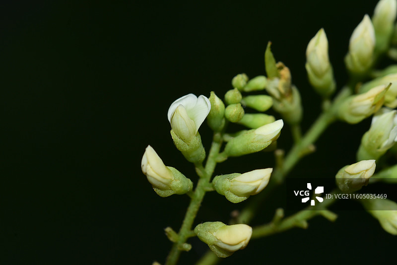 南方珍稀园林植物-Dalbergia millettii 香港黄檀图片素材