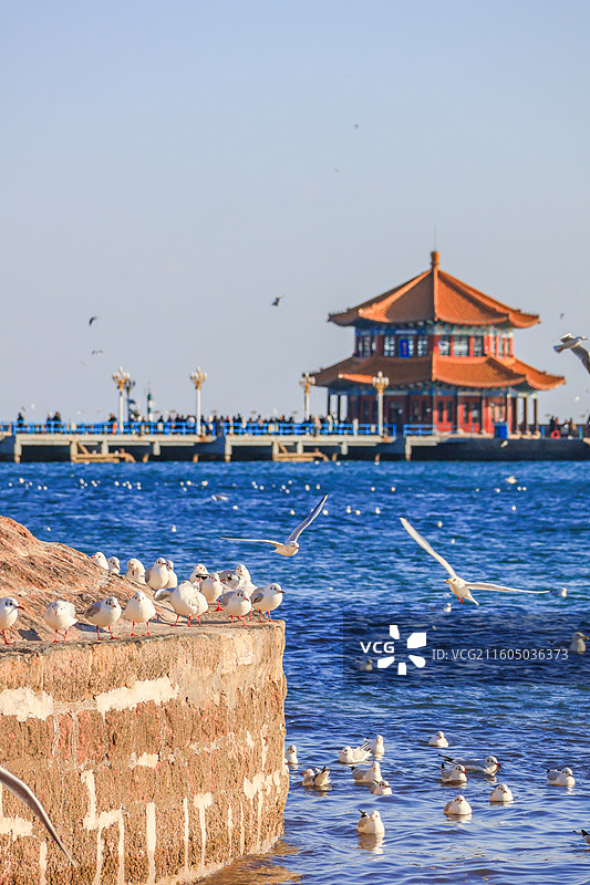 海鸥 飞翔的海鸥 青岛栈桥图片素材