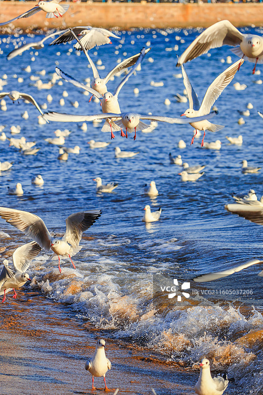 海鸥 飞翔的海鸥 青岛栈桥图片素材