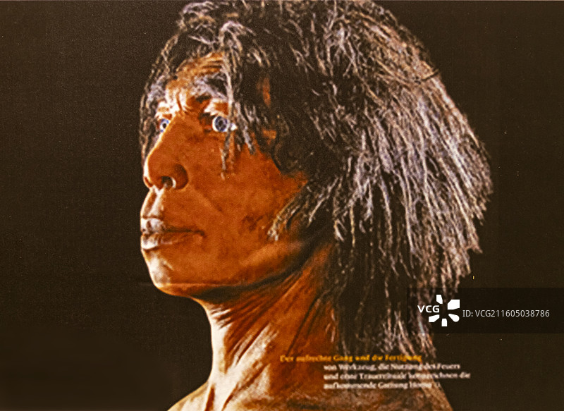 智人 廊坊博物馆图片素材