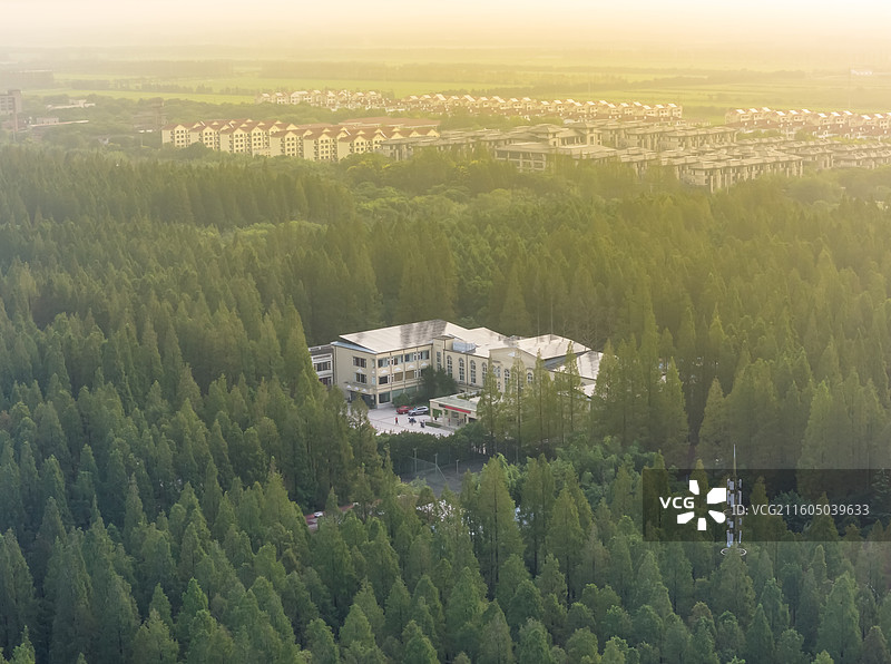 东平国家森林公园水杉林中的上海滨江度假中心图片素材