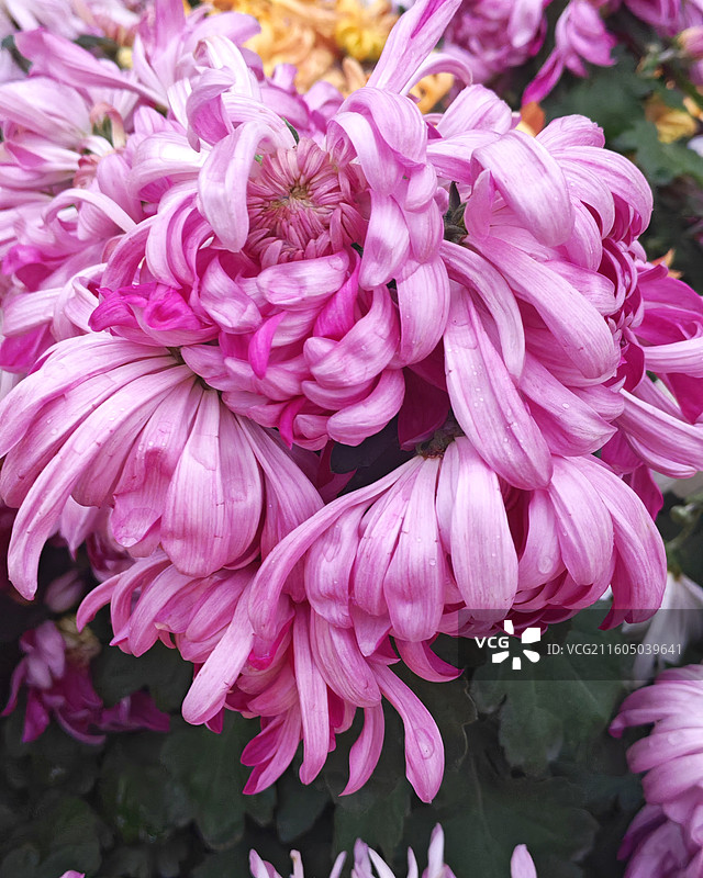 粉蕊缠情 粉蕊卷云露滴凝意，卷曲是秋花的私语，柔瓣是自然的辞章，花姿的婉约与微距的细腻的秋意叙事。图片素材