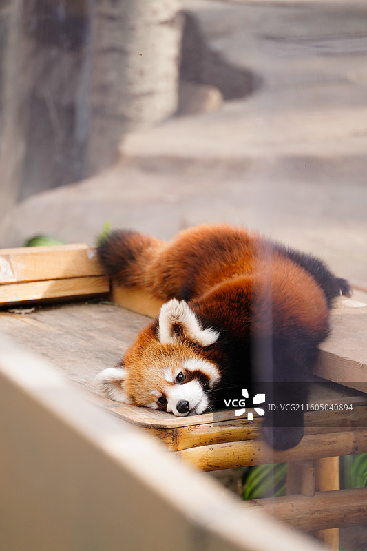 北京野生动物园的小熊猫图片素材