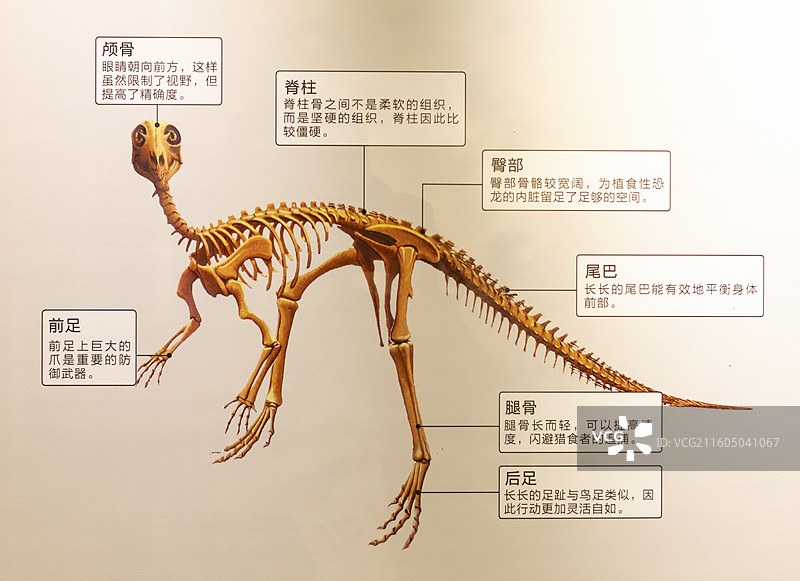 恐龙的骨骼结构图 廊坊博物馆图片素材