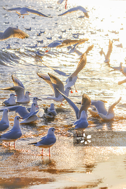 海鸥 飞翔的海鸥 青岛栈桥图片素材