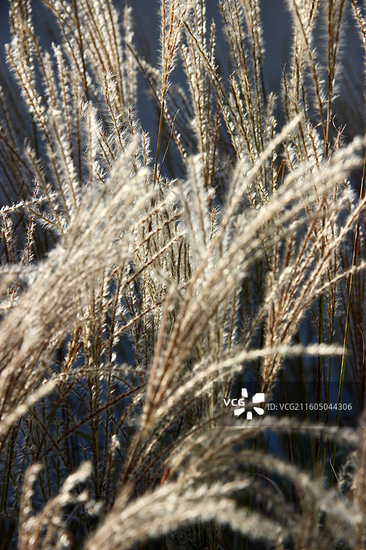 秋天上海静安雕塑公园芦苇特写图片素材