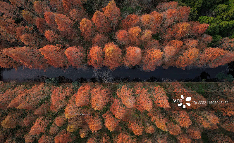 崇明东平国家森林公园图片素材