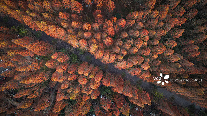 崇明东平国家森林公园图片素材