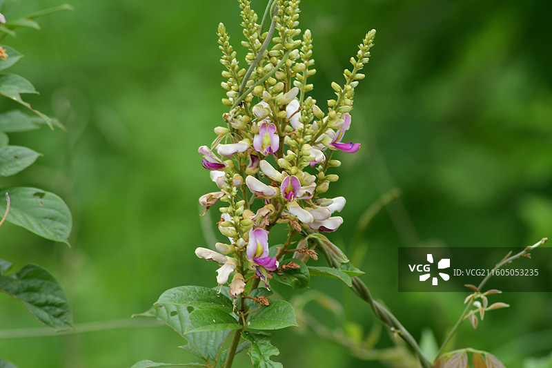 南方珍稀园林树种-Callerya nitida var. hirsutissima 丰城鸡血藤图片素材