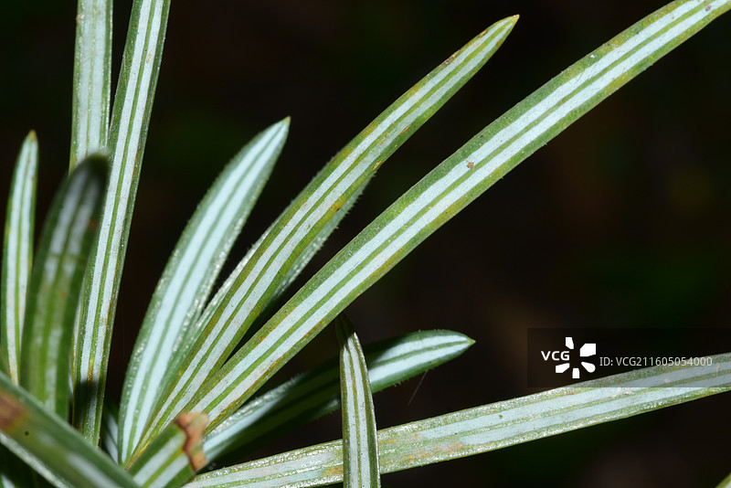 南方珍稀园林树种-Cathaya argyrophylla 银杉图片素材