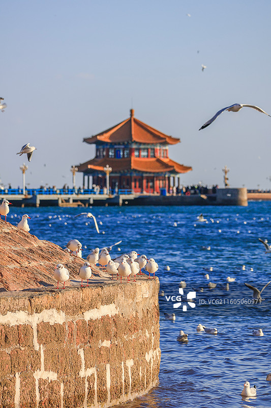 海鸥 飞翔的海鸥 青岛栈桥图片素材
