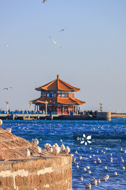 海鸥 飞翔的海鸥 青岛栈桥图片素材