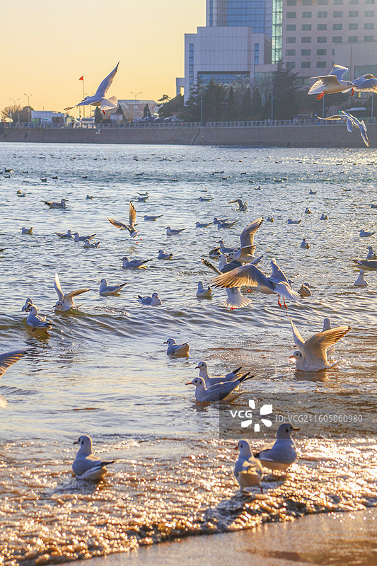 海鸥 飞翔的海鸥 青岛栈桥图片素材