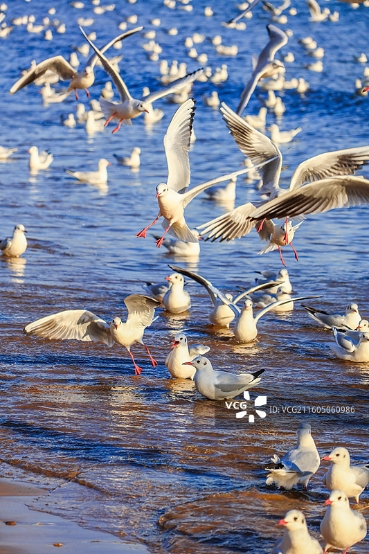 海鸥 飞翔的海鸥 青岛栈桥图片素材