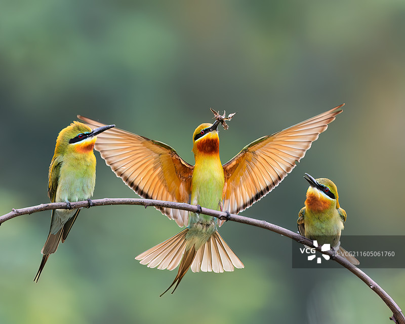 枝头三重奏图片素材