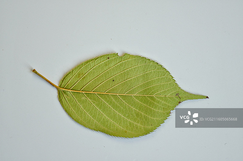秋天白色背景下落叶红黄树叶脉细胞纹理特写。背景壁纸设计素材图片素材